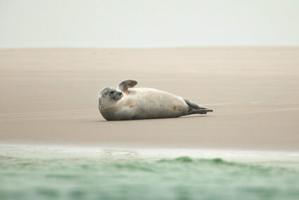 Eine Robbe am Strand von Borkum