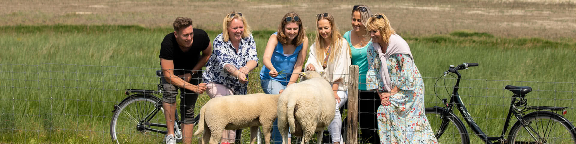 Eine Gruppe von 6 Personen steht am Deich un d füttert zwei Schafe