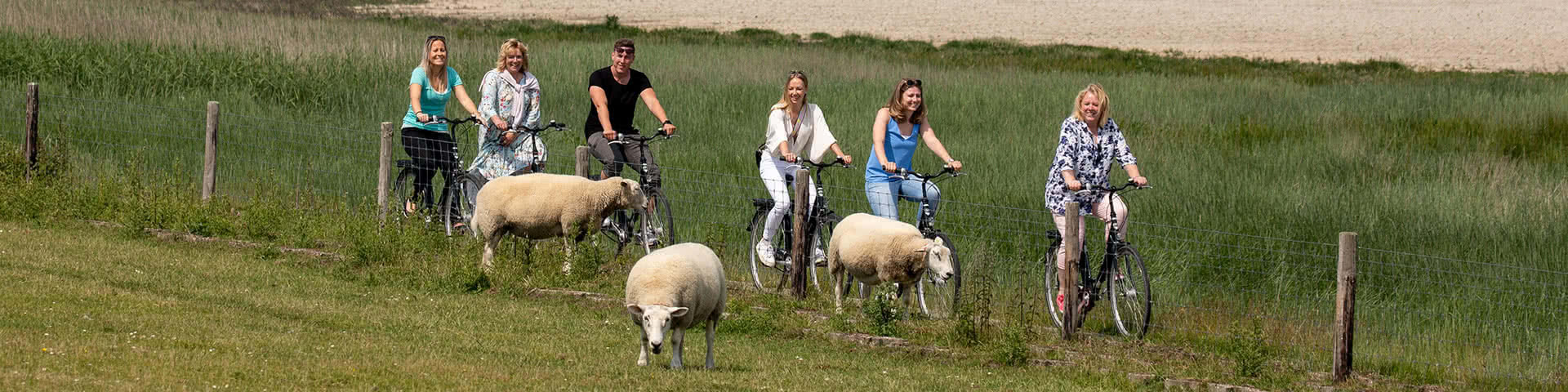 Eine Gruppe macht eine Radtour entlang am Deich und fährt dabei an drei Schafen vorbei