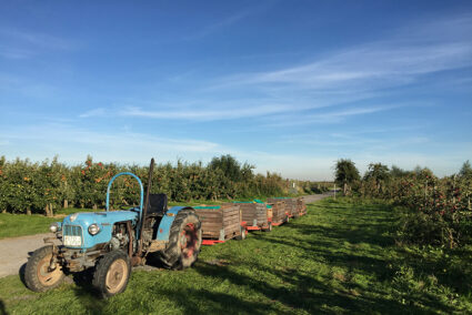 Trecker auf einer Apfelplantage im alten Land