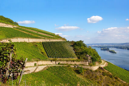 Weinberge am Rhein